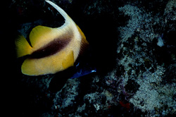 Captivating Red Sea Bannerfish (Heniochus intermedius) in its natural habitat