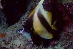 Red Sea Angelfish