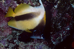 Discover the beauty of the Red Sea Bannerfish (Heniochus intermedius) in Ras Mohammad