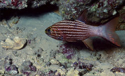 Tiger Cardinalfish