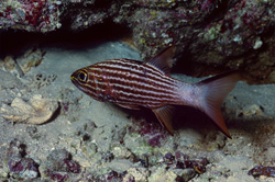 Captivating Large Toothed Cardinalfish in the Red Sea