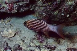 Fascinating Large Toothed Cardinalfish in the Waters of Ras Mohammad, Sinai, Egypt