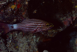 Discover the Beauty of the Wolf Cardinalfish in the Red Sea