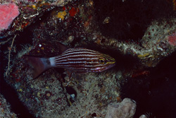Dive into the World of the Wolf Cardinalfish in the Red Sea