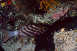 Explore the Beauty of the Wolf Cardinalfish in the Red Sea