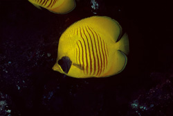 Vivid Portrait of the Masked Butterflyfish (Chaetodon semilaryatus) in the Red Sea