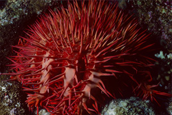 L'étoile de mer couronne d'épines rouge - destructeur ou élément crucial du récif corallien ?