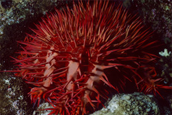 The Mysterious Crown-of-Thorns Starfish - A Threat and a Blessing to the Coral Reef