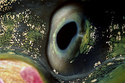 Discover the fascinating Giant Clam (Tridacna) in the Red Sea