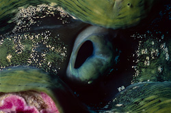 Entdecken Sie die majestätischen Moerdermuscheln unter Wasser