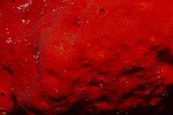 Vibrant Colors and Fascinating Shapes: The Red Sponge in the Red Sea