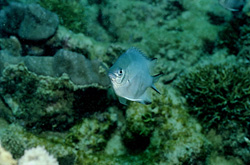 White-bellied Reef Bass