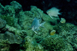 Fascinating Whitebelly damsel (Amblyglyphidodon leucogaster) at the coral reef