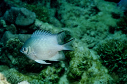 A Whitebelly damsel (Amblyglyphidodon leucogaster) at the reef