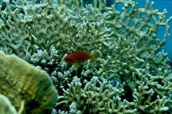 Basso Bandiera Gioiello