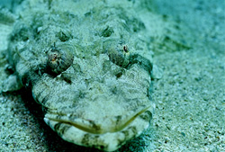Platycephalus indicus bien camouflé dans la mer Rouge