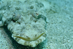 Indian Flathead