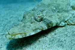 Platycephalus indicus bien camouflé dans les eaux d'El Quseir, mer Rouge, Égypte