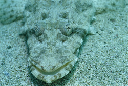 Tête plate indienne bien camouflée (Platycephalus indicus) à la recherche de proies dans la mer Rouge