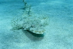 Le fascinant Platycephale indien se camoufle parfaitement dans le sable