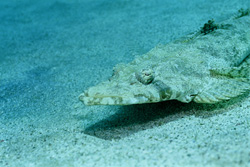 Gut getarnter Indischer Plattkopf (Platycephalus indicus) in seinem natürlichen Lebensraum
