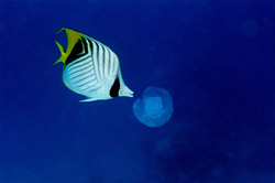 Fascinating Encounter: Threadfin butterflyfish and glowing jellyfish in the Red Sea