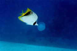 The Threadfin Butterflyfish in its Natural Habitat