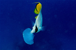 Threadfin butterflyfish (Chaetodon auriga)