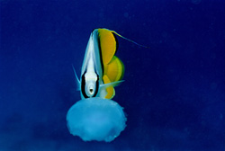 Threadfin Butterflyfish (Chaetodon auriga) Hunting Jellyfish in the Red Sea