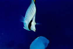 A Threadfin butterflyfish (Chaetodon auriga) explores a jellyfish in the Red Sea