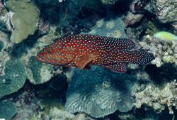 Dive into the Fascinating World of the Jewel Grouper