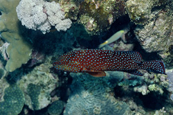 Fascinating Jewel Grouper (Cephalopholis miniata) in its natural habitat