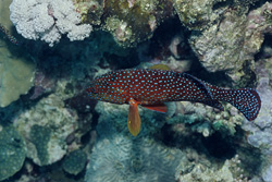 Unique Jewel Grouper (Cephalopholis miniata) spotted in the Red Sea