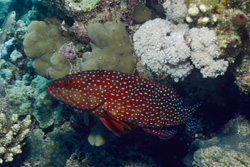 Discover the Colorful Jewel Grouper (Cephalopholis miniata) in the Coral Reef