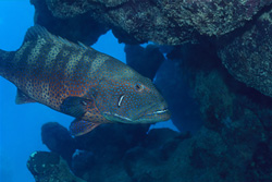 Ein atemberaubender Rotmeer-Forellenbarsch (Plectropomus p. marisrubri) in seiner natürlichen Umgebung