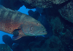 Red Sea Trout Perch