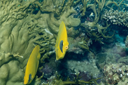 Discover the fascinating masked butterflyfish in the Red Sea