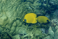 Découvrez la beauté des poissons-papillons masqués en mer Rouge