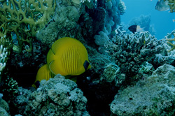 Explore the Fascinating World of Masked Butterflyfish in the Red Sea