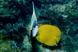 Enchanting Underwater World: Red Sea Bannerfish and Masked Butterflyfish in the Reef