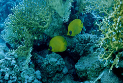 Discover the Beauty of Masked Butterflyfish in the Red Sea