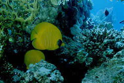 Captivating shot of two Masked Butterflyfish in the Red Sea