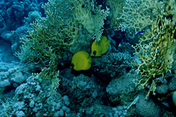Explore the elegance of masked butterflyfish in the Red Sea
