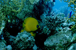 Discover the Unique Masked Butterflyfish (Chaetodon semilaryatus) in the Red Sea
