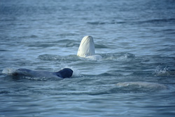 Fascinating encounter with a Beluga whale in the wild