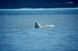 Fascinating Beluga Whale Emerges from Arctic Waters