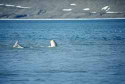 Beluga Whales on Somerset Island: Majestic Marine Creatures at Cunningham Inlet