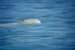 Fascinating Beluga whales on Somerset Island