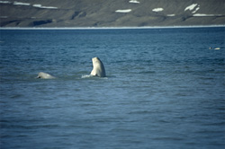 Fascinating Beluga whale on Somerset Island