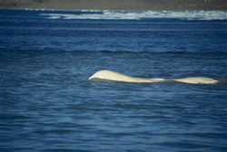 Beluga whales gather at Cunningham Inlet on Somerset Island